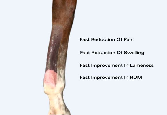 Tendon Injuries: Fast reduction of pain, swelling, inflammation, ROM with VET Sonotron Mark2